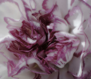 Close-up of pink rose flower