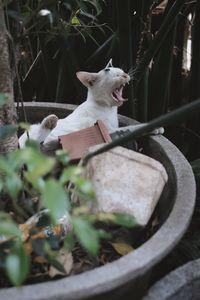 Cat yawning after nap in flowerpot