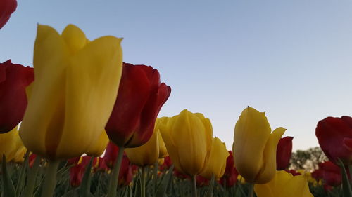 Close-up of yellow tulips on field against sky