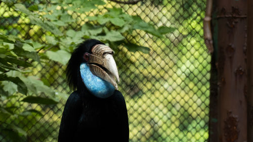 Close-up of a bird in cage