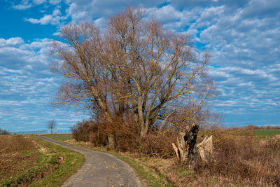 Road amidst trees against sky