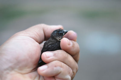 Close-up of hand holding lizard