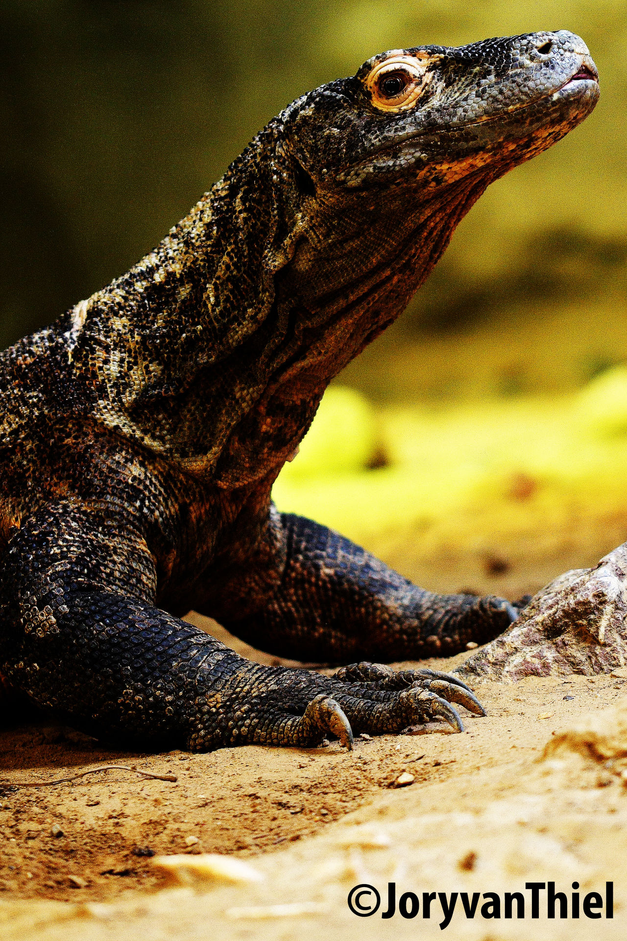 Varanus komodoensis