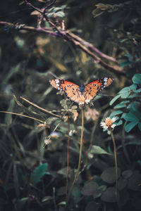 Close-up of butterfly pollinating on flower