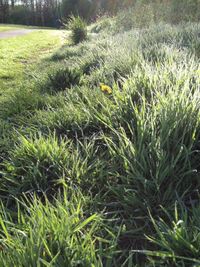 Plants growing on grassy field