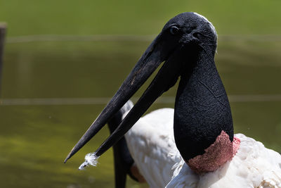 Close-up of bird perching