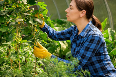 Woman farmer inspecting cucumber plants quality in greenhouse. female wearing blue checkered shirt