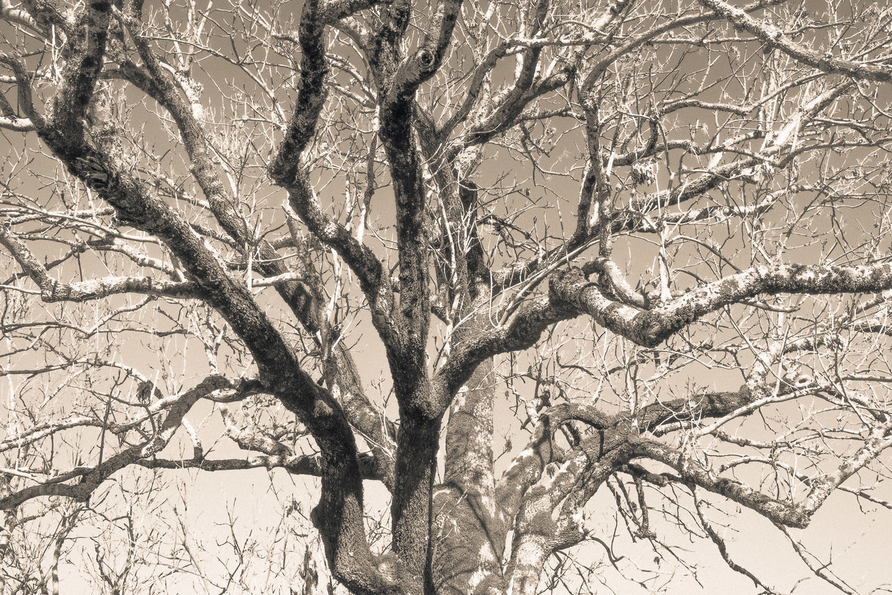 LOW ANGLE VIEW OF BARE TREES DURING WINTER