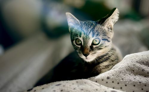 Close-up portrait of tabby cat