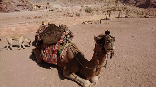 Camel on sand
