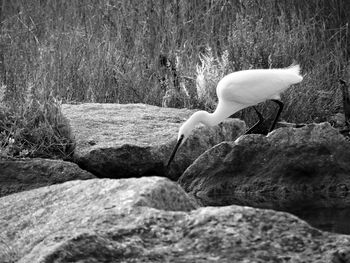 Side view of rocks in water