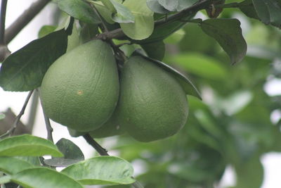 Close-up of fruit growing on tree