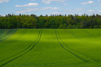 Scenic view of field against sky