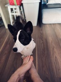 Portrait of dog sticking out tongue on floor