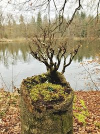 Close-up of plants by trees against sky