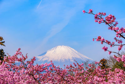 Pink cherry blossoms against sky