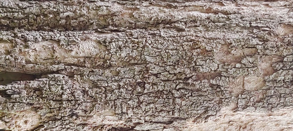 Full frame shot of tree trunk on wall