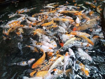 High angle view of koi carps swimming in lake