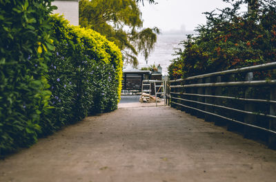 Footpath amidst trees in park