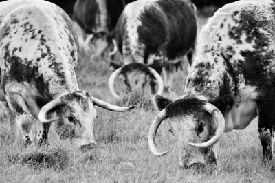 Cattle grazing in a field