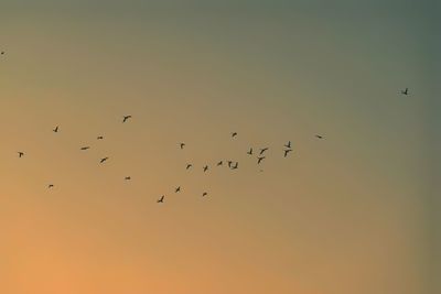 Low angle view of birds flying in sky