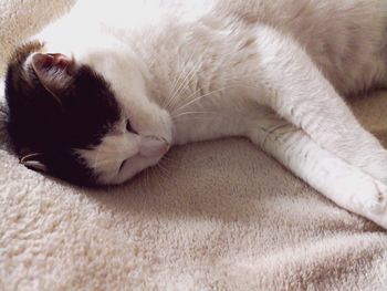 Close-up of cat lying down