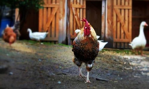 Close-up of hen