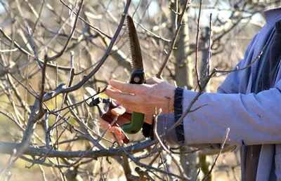 Midsection of man pruning branch with shears