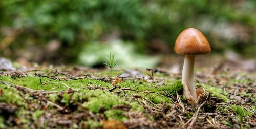 Close-up of mushroom growing on field