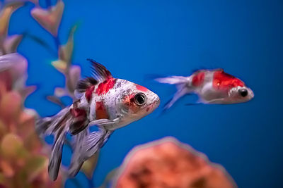 Close-up of fish swimming in sea