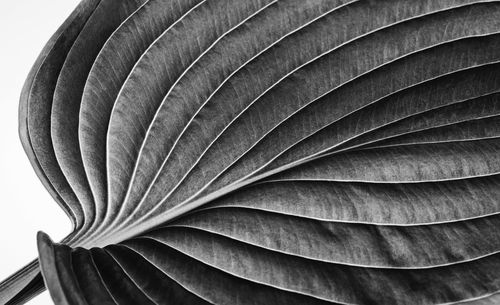 Close-up of plant leaves against clear sky