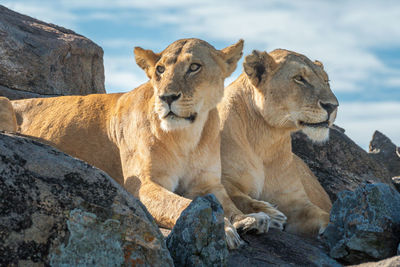 View of animal on rock