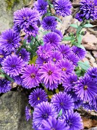 Close-up of purple flowering plants