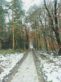 Road passing through forest