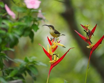 Lotens sunbird-female perching on flower