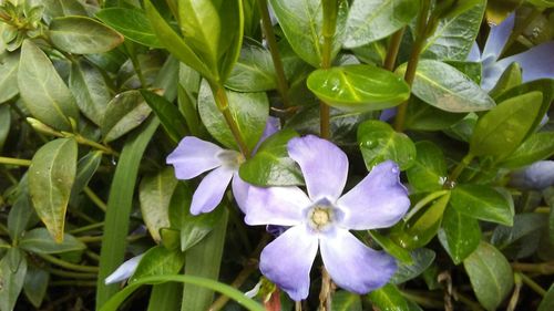 Close-up of flowers in water