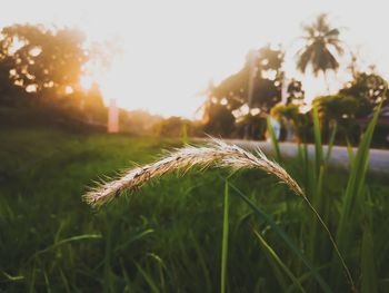 Close-up of stalks in field against sky during sunset