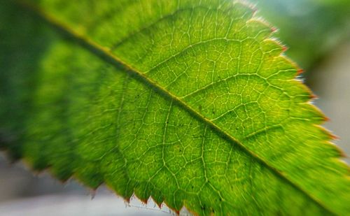 Close-up of leaf