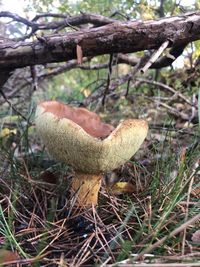 Close-up of mushroom growing on field