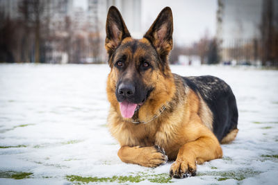 German young shepherd dog performs the commands of the owner, running through the snow. 