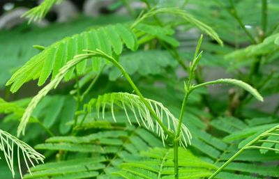 Close-up of fresh green leaves