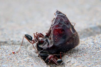 Close-up of insect