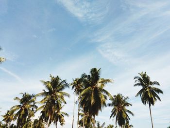 Low angle view of palm trees against sky