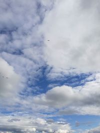 Low angle view of bird flying in sky