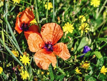 Close-up of butterfly pollinating on flower