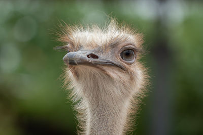 Close-up portrait of ostrich