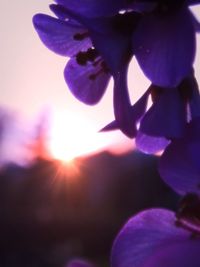 Close-up of purple flower blooming outdoors