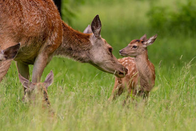 Deer in a field