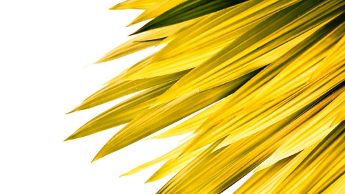 Low angle view of yellow leaves against sky