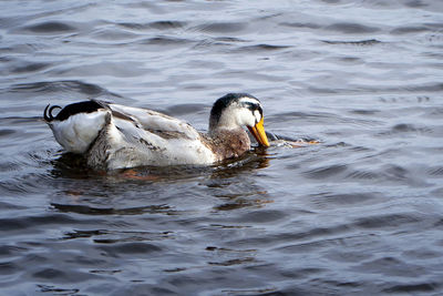 Duck swimming in lake